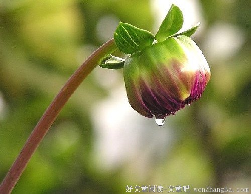 静待一朵花开