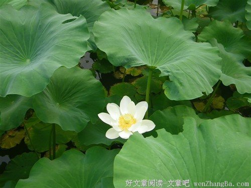 你累是因为心中没有憧憬，没有希望和美好 
