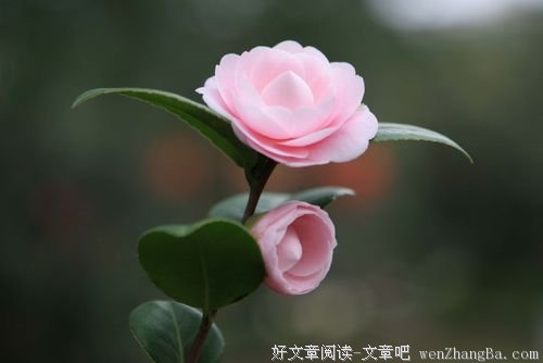 催开一朵笑之花