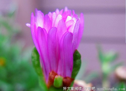 以欣赏之心，领略人生之美