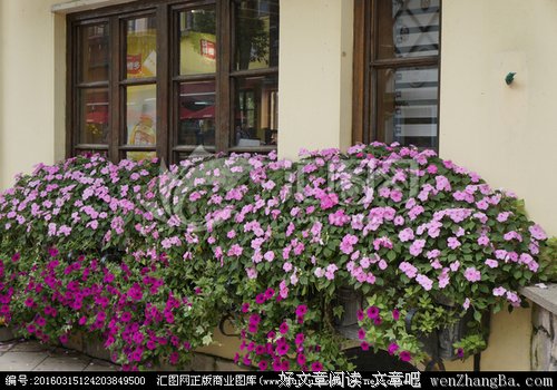为别人盛开的花儿