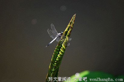 没文化就要闹笑话