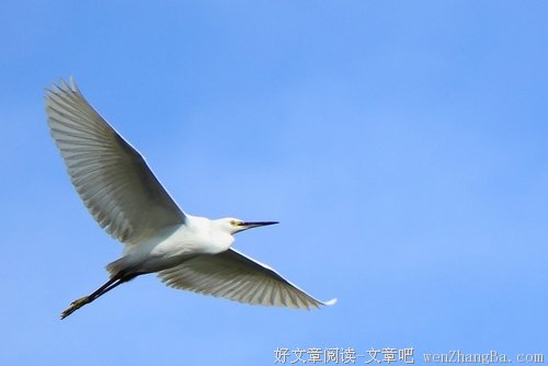 飞翔的季节