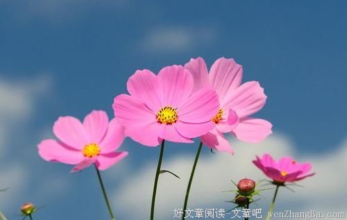 活出自己，像花一样自由绽放！