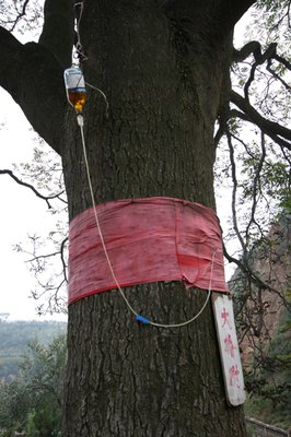 尘埃旧梦