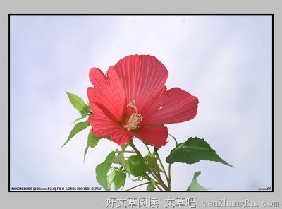 《木 槿》佳句摘抄大全
