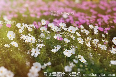 梦里花田