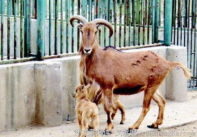 最全的《食草家族》经典名句