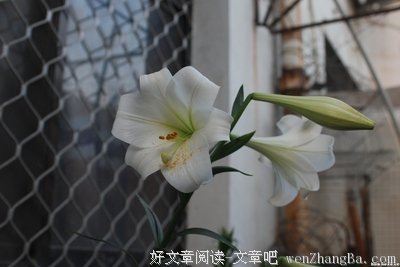 天堂里的百合雨