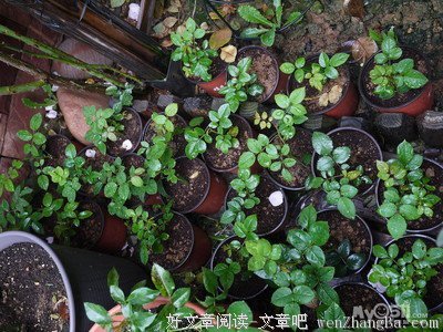下一个春天也许属于我们?潘? /> <input type=
