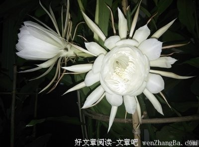 昙花一现的名人名言