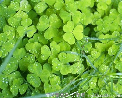 最经典的《野草》经典语句