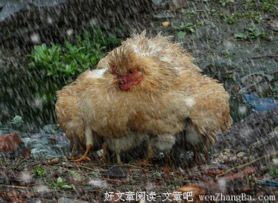 有关遮风挡雨的美句摘抄