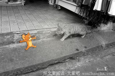 偶遇一只猫