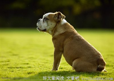 恶狗成狼