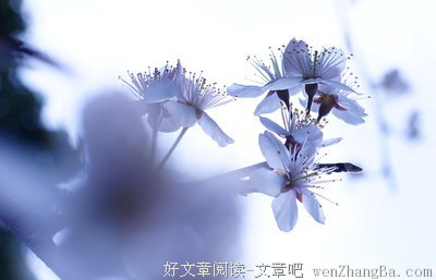 最全的《梦想开花前没有人知道它是什么》佳句摘抄