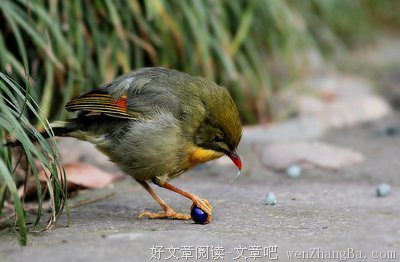 相思秋