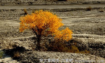 关于天之骄子的句子