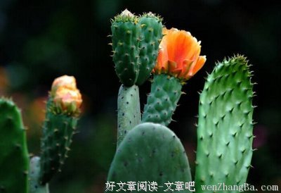 折火一夏名言名句