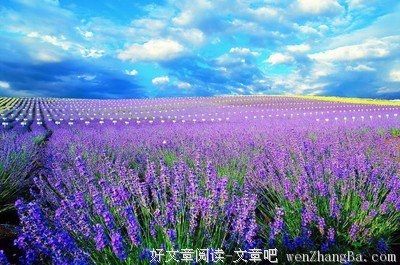 2017一草经典名句