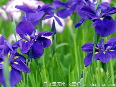 气质之美 是心灵在闪光！