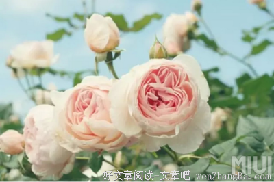 最新的《法老的宠妃》小说句子大全