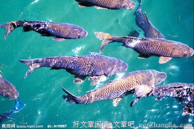 水中的鱼