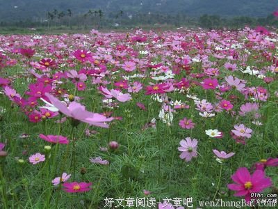 有关简短的美句摘抄