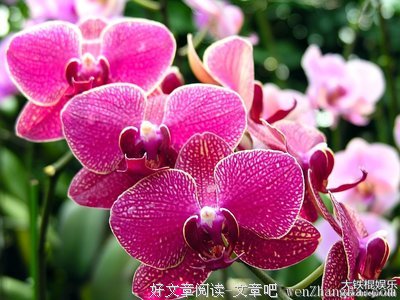 高洁的句子_关于高洁的句子