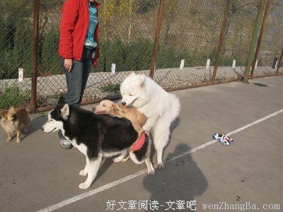 泛滥的爱情