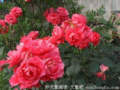 如何做个好女人?