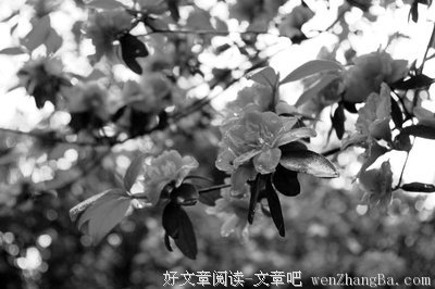 指尖流年里的文字，滴墨成伤
