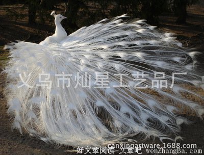 开屏不行，就要反攻