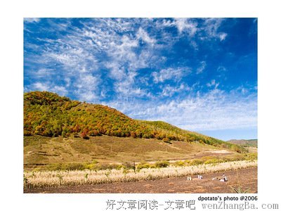 《像狗一样奔跑》小说句子