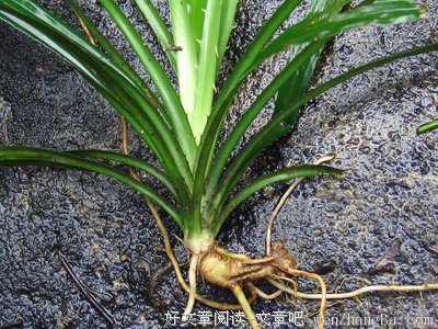 2017菖蒲经典语录