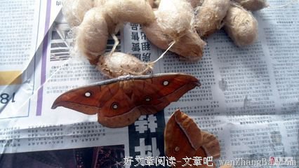 化茧成蝶