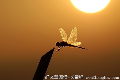 有风的日子