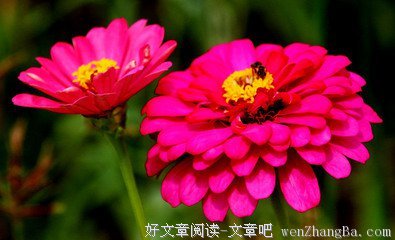 开在心中的野菊花