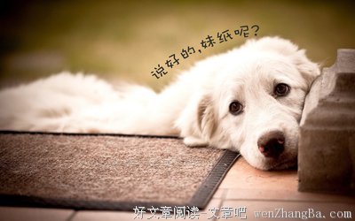 一只说人话的狗经典语录