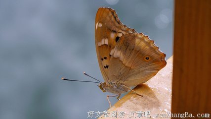一只蝴蝶
