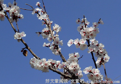 最经典的《花开地狱》小说句子