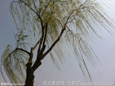 如果风吹叶便落