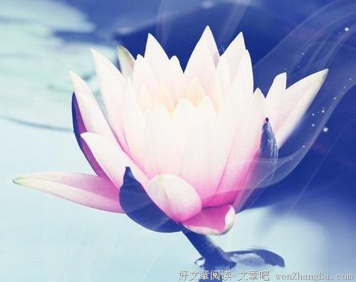 为什么你的好，总是喂了狗？