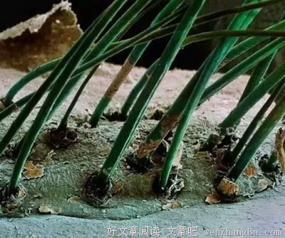 最经典的《如果可以戒掉坚强》小说摘抄