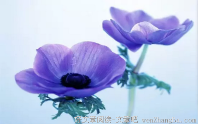 最新的鲁米15句经典名言