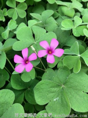 芊芊结。。。