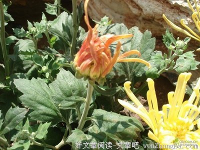 秋寒
