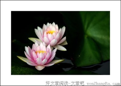 最新的莲韵经典句子