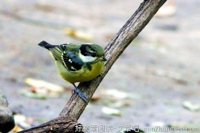 迁蝉