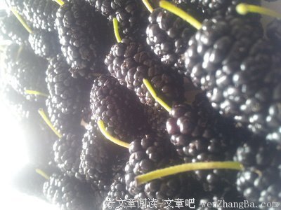 桑子(_)
